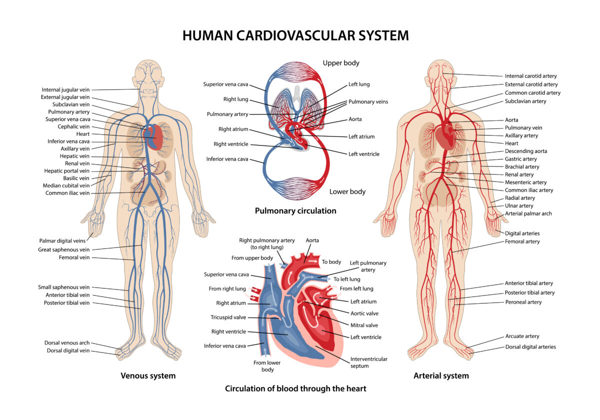 All About The Cardiovascular Sysetm Universal Health Products