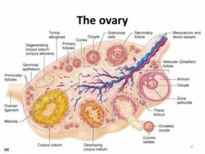 Estogen is produced in the ovaries