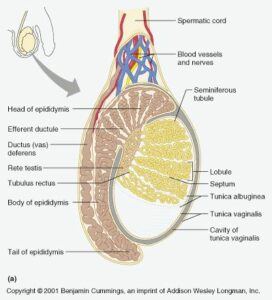 Testosterone is produced in the Testicles