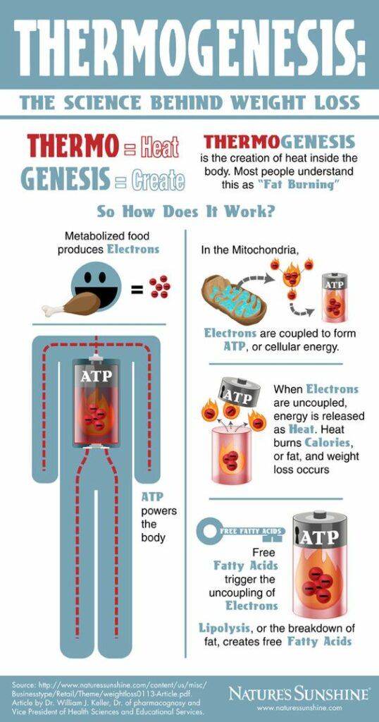 sLR11 Protein - Thermogenesis - 