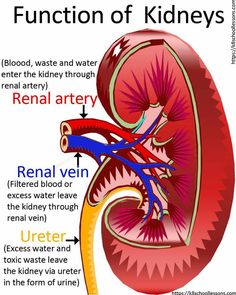 Facts about the kidneys - what do the kidneys do