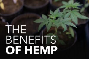 All about Hemp Oil