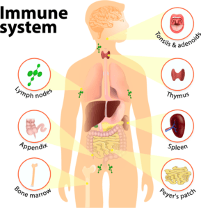 The Facts of the Immune System - How does the Immune System Work