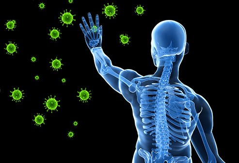 Facts about the Immune System