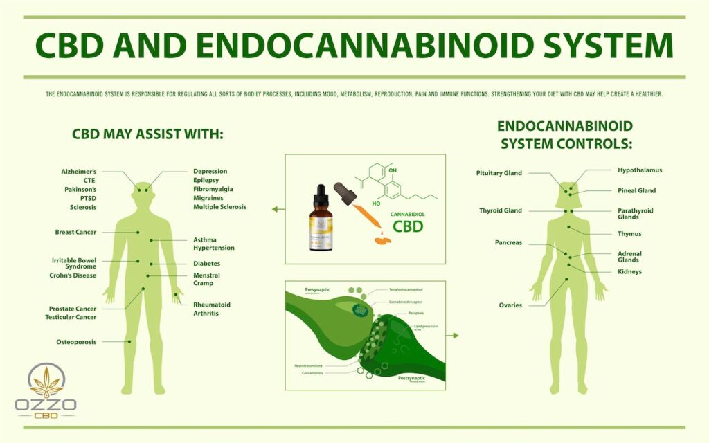 expalining the endocannabinoid system