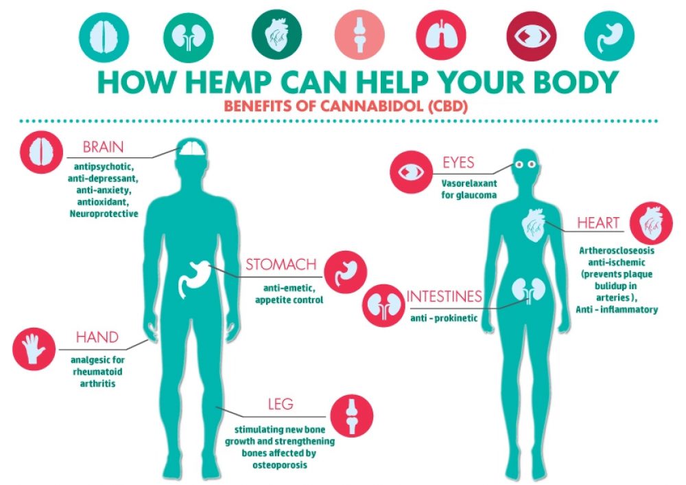 Explaiining the Endocannabinoid System