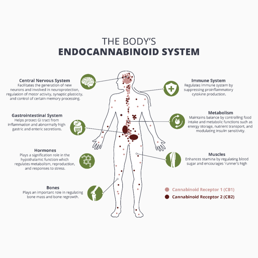 Explaning The Endocannabinoid System | Universal Health Products