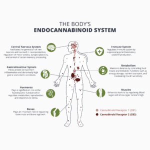 Explaning the Endocannabinoid System | Universal Health Products