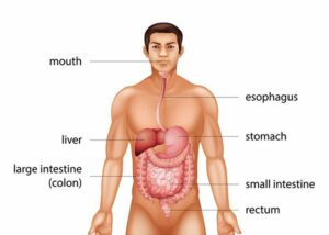 Facts On Colon Cancer - What is Colon Cancer?