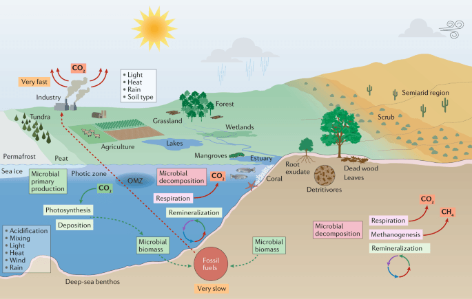 The Importance of Temperature - The importance of temperature on the environment