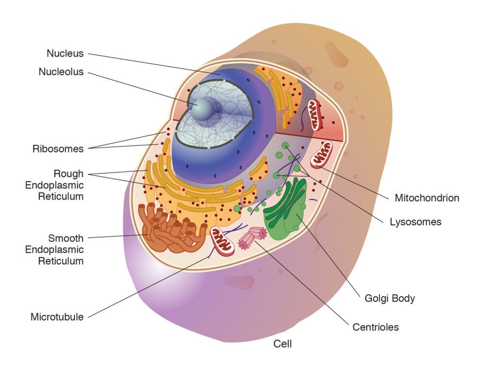 Comparing Cell Organelles A Cell Color By Number Worksheet Answers