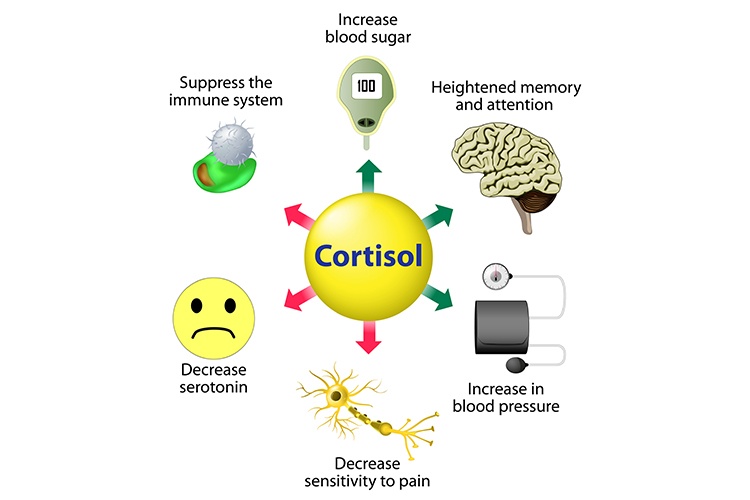 What is the Cortisol Hormone? Universal Health Products